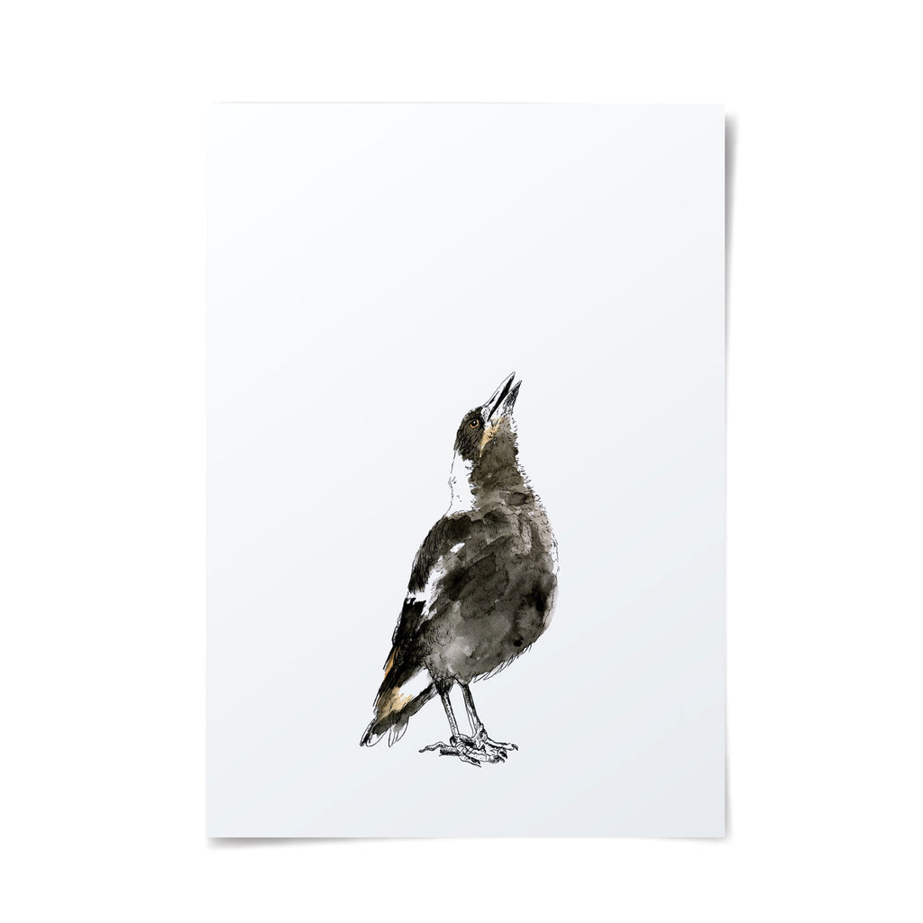 Illustrated magpie on white background singing to the sky