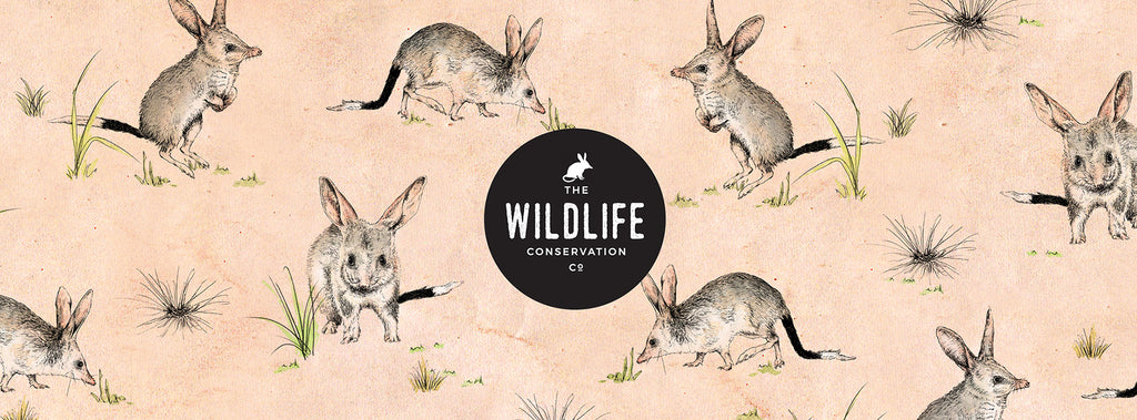 The illustrated billy packaging for Wildlife Conservation co and the Chocolate Billy conservation by Alykat Creative on the mid north coast, Coffs Harbour.