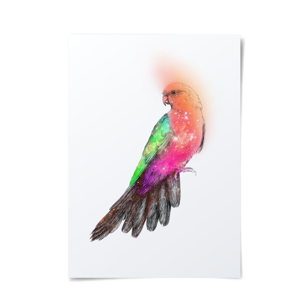 Beautifully illustrated Australian King Parrot with intergalactic overlay