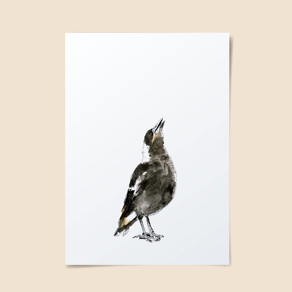 Illustrated magpie on white background singing to the sky