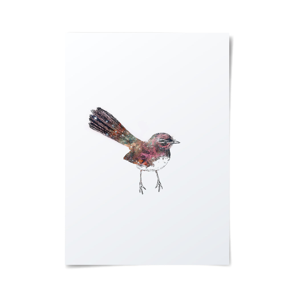 Beautiful illustration of a Willy Wagtail bird with galactic overlay on white background.
